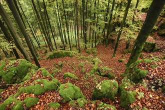 Landscape of a European beech or common beech (Fagus sylvatica) forest in autumn, Bavaria, Germany,