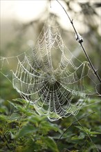 Close-up of a spiderweb in a meadow on early morning in autumn, Bavaria, Germany, Europe