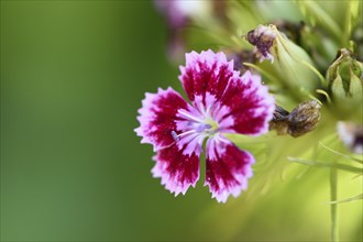 Close-up of a sweet william (Dianthus barbatus) blossom in a garden in early summer