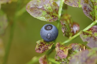 Close-up of European blueberry (Vaccinium myrtillus) fruits in a forest on a rainy day in spring