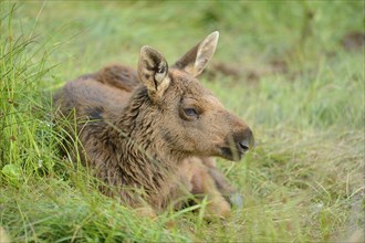 Close-up of a Eurasian elk (Alces alces) youngster in a forest in early summer, Bavarian Forest