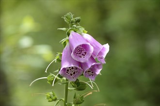 Close-up of a common foxglove (Digitalis purpurea) blossom in a forest in spring