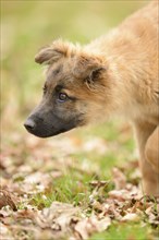 Close-up of a mixed breed dog puppy in a garden in spring