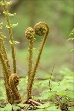 Close-up of male fern (Dryopteris filix-mas) in a forest in spring