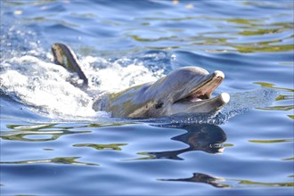 Common bottlenose dolphin (Tursiops truncatus) swimming in the water, captive