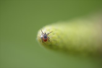 Close-up of a deer tick or blacklegged tick (xodes scapularis) in spring