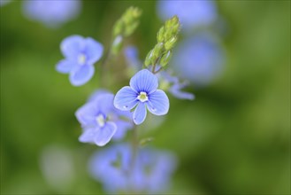 Blossoms from a germander speedwell or bird's-eye speedwell (Veronica chamaedrys)