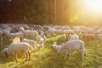 Landscape of a Sheep flock (Ovis aries) in spring, Upper Palatinate