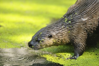 North American river otter (Lontra canadensis) at a lake in summer, captive
