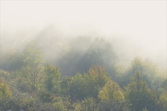 Deciduous forest in autumn, sunbeams penetrate the rising fog, Moselle, Rhineland-Palatinate,