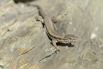 Viviparous lizard (Zootoca vivipara) on a stone wall, Moselle, Rhineland-Palatinate, Germany,