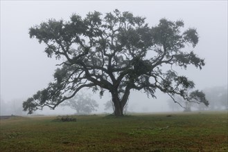 Live Oak tree in an open field on a foggy morning in Biloxi, Mississippi, United States of America,