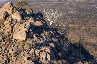 Leafless trees growing on a rocky barren hill, tree with white bark, Hobatere Concession, Namibia,