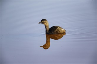 Least grebe (Tachybaptus dominicus) Pantanal Brazil