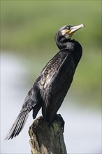 Great cormorant (Phalacrocorax carbo), Lower Saxony, Germany, Europe