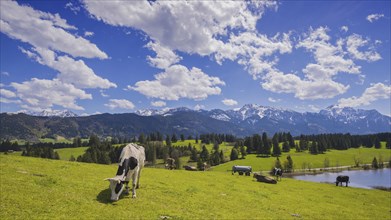 Cows on the pasture, Hergratsrieder See, Alps, near Fuessen, Ostallgaeu, Allgaeu, Bavaria, Germany,