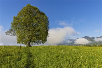 Peace lime tree (Tilia) on the Wittelsbacher Hoehe, 881m, Illertal, Allgaeu, Bavaria, Germany,