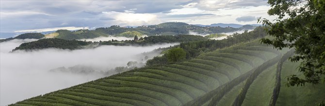 Vineyard in the morning fog, Silberberg, panoramic view. near Leibnitz, Styria, Austria, Europe