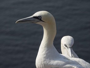 Two seabirds in close-up, one in the foreground and one in the background, Heligoland, Germany,