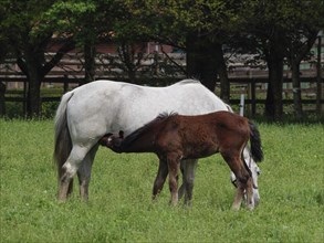 A foal suckles a white horse, both are standing on a green pasture, horses and foal on a green