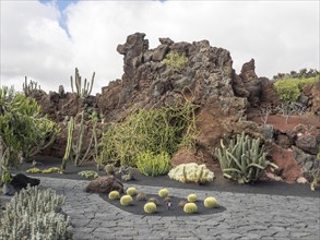 A rocky garden with various cacti and succulents in front of volcanic rocks under a cloudy sky,