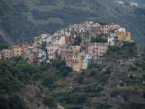 Hill full of colourful, densely built houses surrounded by vegetation, Bari, Italy, Europe