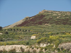 A hill with stony terraces and plants under a bright blue sky in spring, the island of Gozo with
