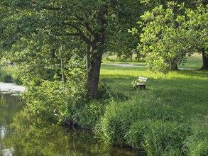 Green riverside landscape with a bench and lush foliage, small lake with tree growth and green