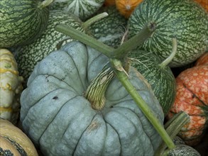 Close-up of green and grey-green pumpkins of different shapes, many colourful pumpkins for