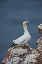 Northern gannet (Morus bassanus) sitting on a rock at the sea, wildlife, Helgoland, Germany, Europe