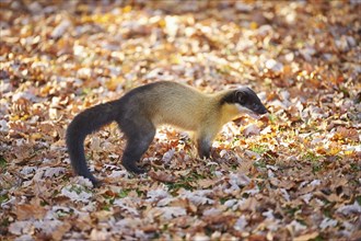 Close-up of a yellow-throated marten (Martes flavigula) in autumn