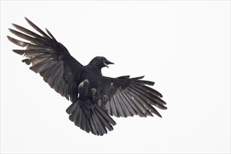 A crow (Corvus corone) flies with outstretched wings against a white sky, Hesse, Germany, Europe