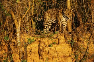 Jaguar (Panthera onca) Pantanal Brazil