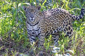 Jaguar (Panthera onca) Pantanal Brazil