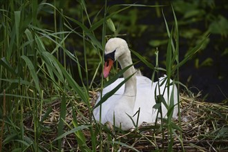 Mute swan (Cygnus olor) sitting on its nest, Schleswig-Holstein, Germany, Europe