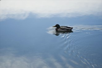 Mallard or wild duck (Anas platyrhynchos) swimming in the water of a lake, Germany, Europe
