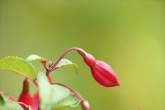 Close-up of red Fuchsia blossoms in a garden in summer