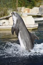Common bottlenose dolphin (Tursiops truncatus) swimming in the water, captive