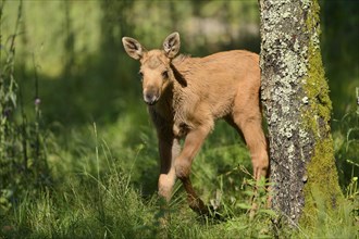 Close-up of a Eurasian elk (Alces alces) youngster in a forest in early summer, Bavarian Forest