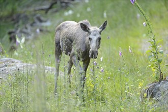 Close-up of a Eurasian elk (Alces alces) in a forest in early summer, Bavarian Forest National