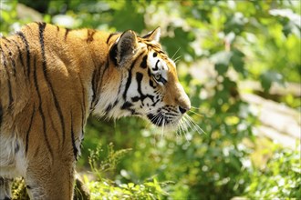 Close-up of a Siberian tiger (Panthera tigris altaica) in a forest, captive