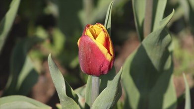 Close-up view of a beautiful red and yellow tulip in bloom with green leaves surrounding it