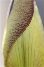 Close-up of a bearded iris cultivar 'Mary Todd' in a garden in spring