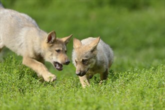 Algonquin wolf (Canis lupus lycaon) wolf pups on a green meadow, captive, Germany, Europe