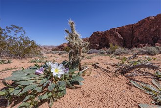Evening primrose wildflowers and cholla cactus on the desert floor of Valley of Fire State Park