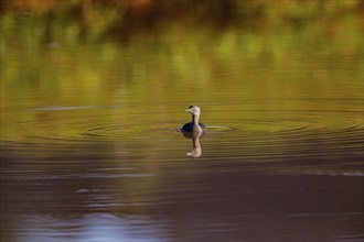 Least grebe (Tachybaptus dominicus) Pantanal Brazil