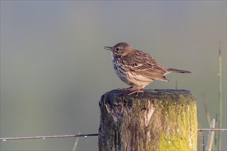 Meadow Pipit (Anthus pratensis), Lower Saxony, Germany, Europe