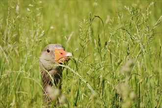 Greylag Goose, May, Saxony, Germany, Europe