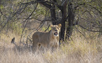 Lion (Panthera leo), adult female, standing in high grass, African savannah, Kruger National Park,