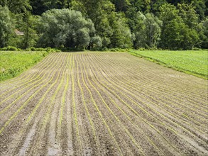 Farmland at the edge of the forest, near Heimschuh, Styria, Austria, Europe